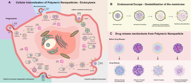 え BJNANO - Exploring the potential of polymers: advancements in oral