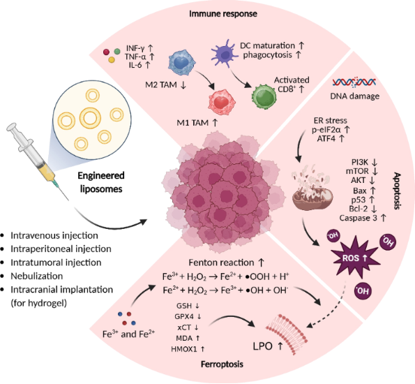 vars liposomal glutathione side effects BJNANO