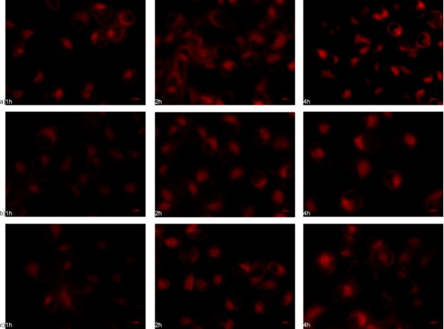 BJNANO - Influence of surface characteristics on the in vitro