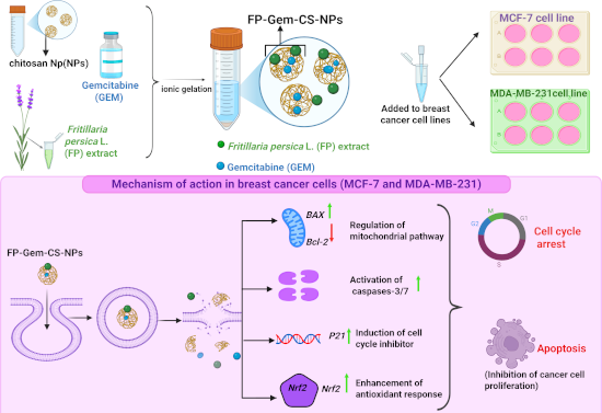 Graphical Abstract