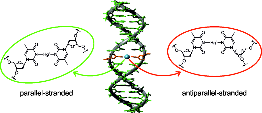 BJOC - Metal-mediated base pairs in parallel-stranded DNA