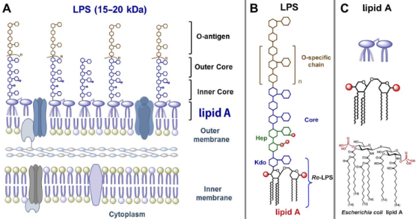 Harden Slumber succes BJOC - Aminosugar-based immunomodulator lipid A: synthetic approaches