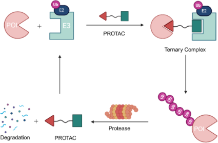 BJOC - Advantages of PROTACs in achieving selective degradation of ...